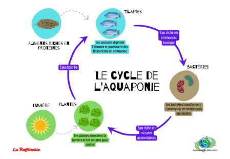 Cycle de l'azote .png
